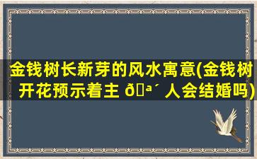 金钱树长新芽的风水寓意(金钱树开花预示着主 🪴 人会结婚吗)